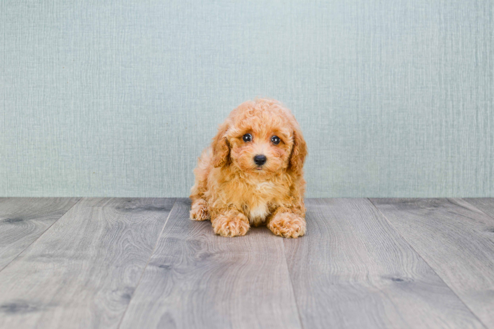 Petite Maltipoo Poodle Mix Pup