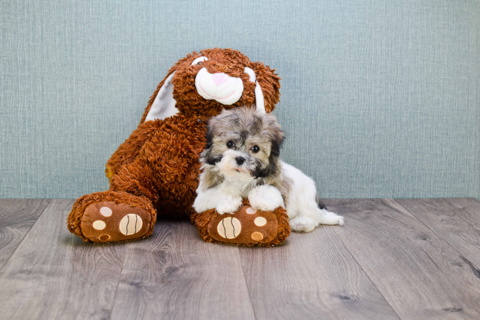 Best Havanese Baby