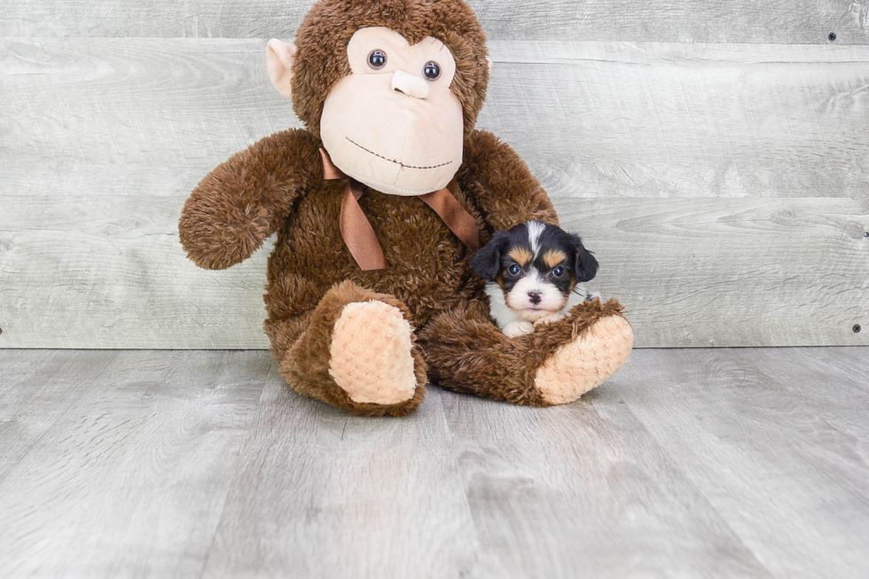 Sweet Cavachon Baby