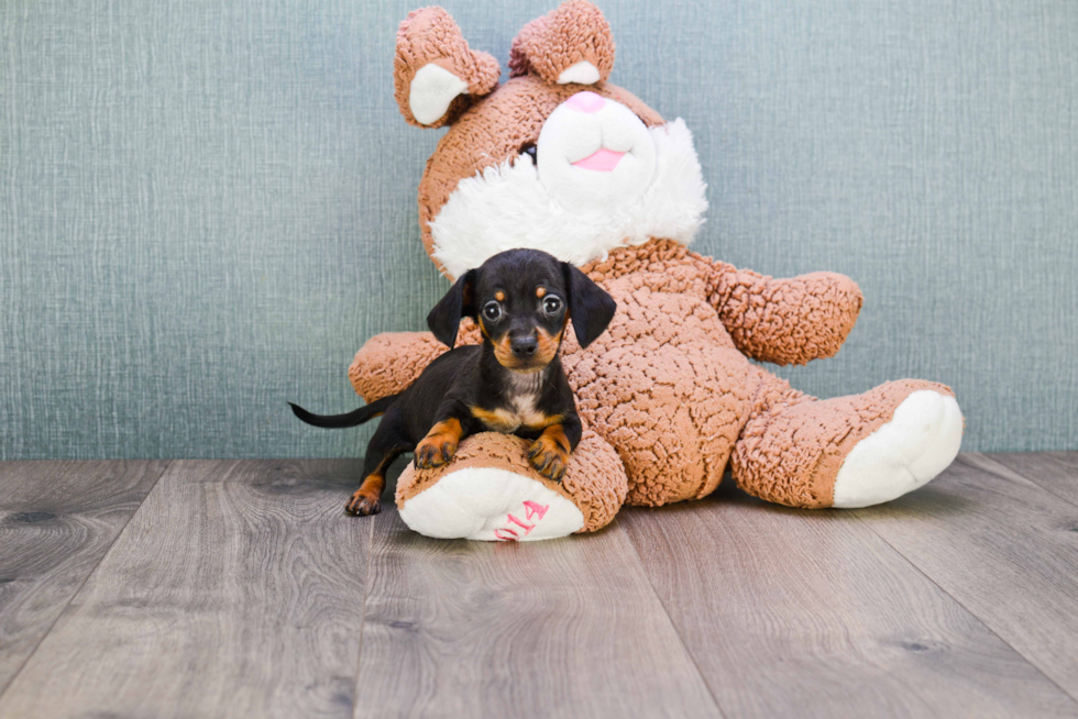 Best Dachshund Baby