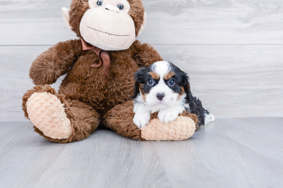 Akc Registered Cavalier King Charles Spaniel Baby