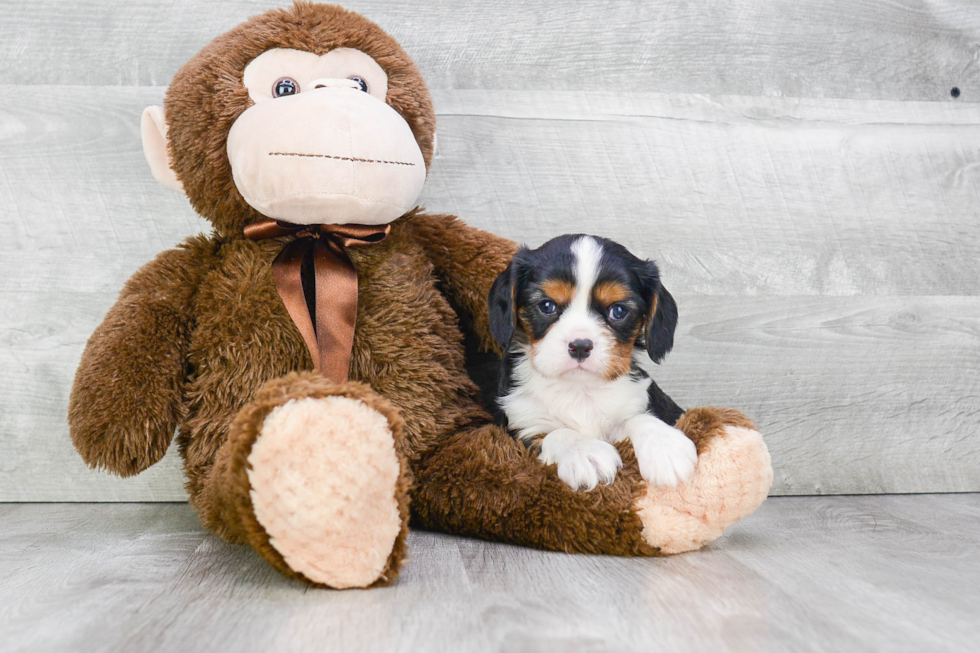 Cavalier King Charles Spaniel Pup Being Cute