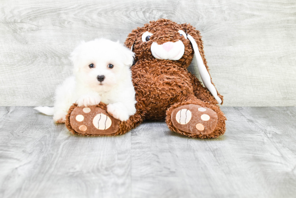 Maltese Pup Being Cute