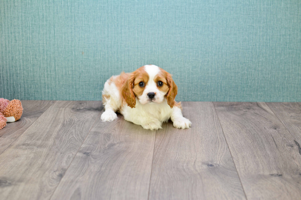 Fluffy Cavalier King Charles Spaniel Purebred Puppy