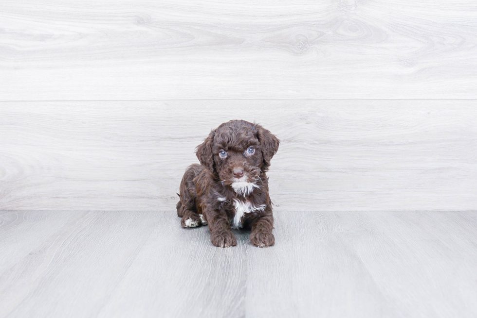 Smart Mini Goldendoodle Poodle Mix Pup