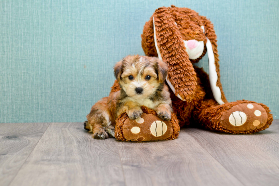 Best Morkie Baby