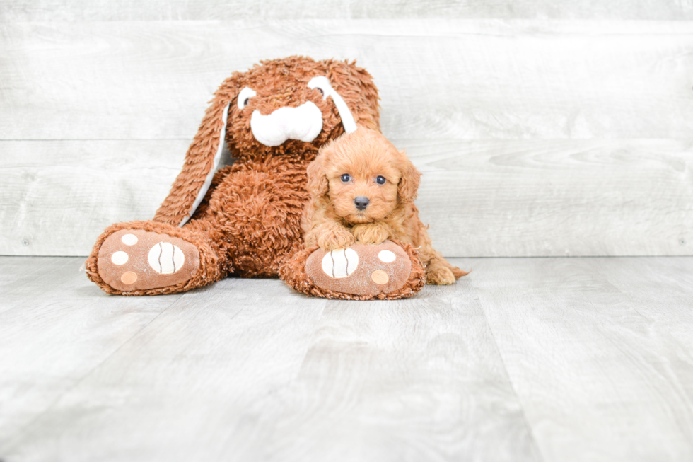 Hypoallergenic Cavoodle Poodle Mix Puppy