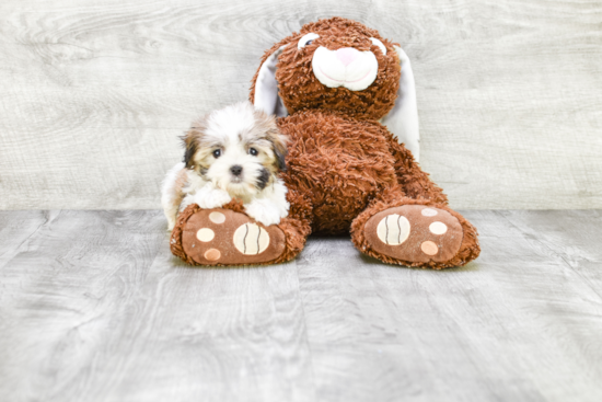 Teddy Bear Pup Being Cute