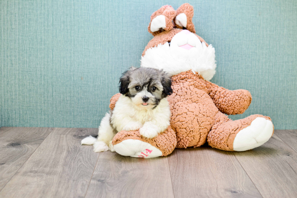 Popular Havanese Purebred Pup