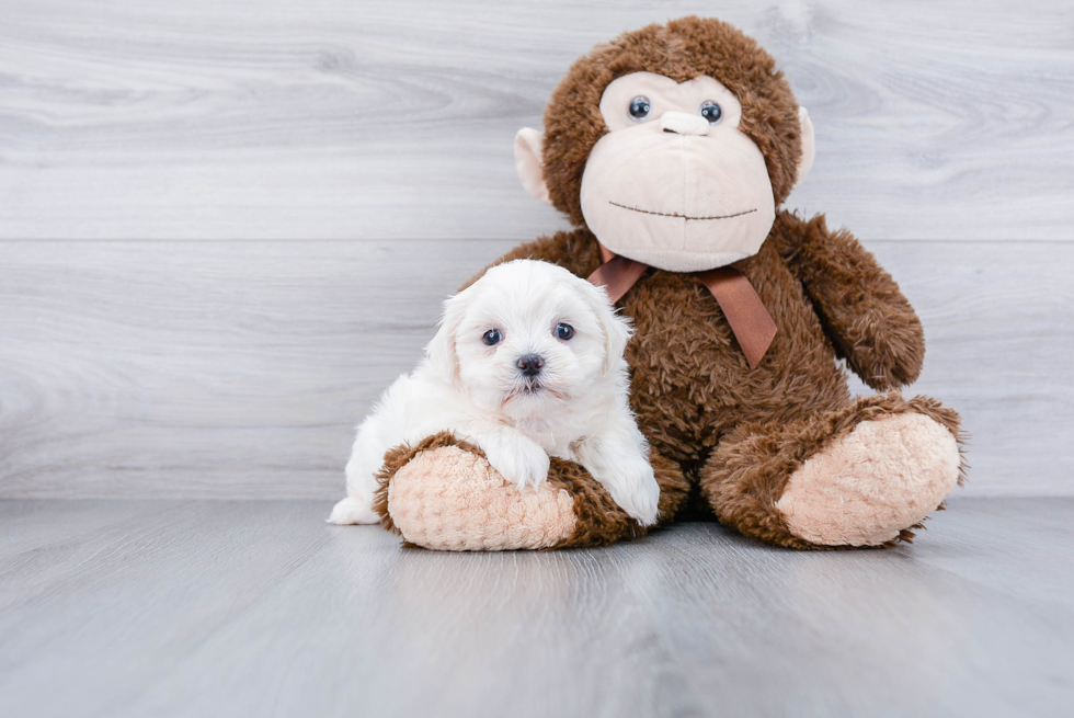 Teddy Bear Pup Being Cute