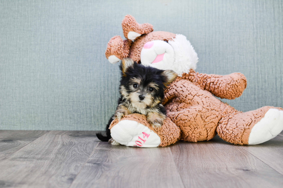 Small Morkie Baby