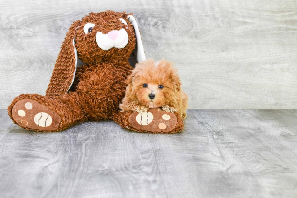 Maltipoo Puppy for Adoption