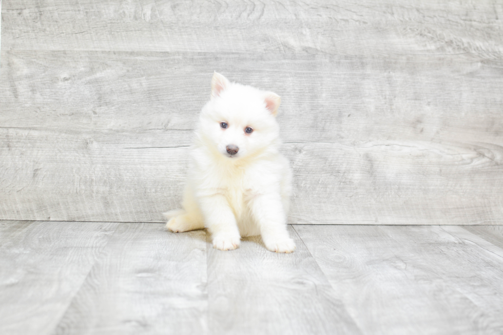 Pomsky Puppy for Adoption