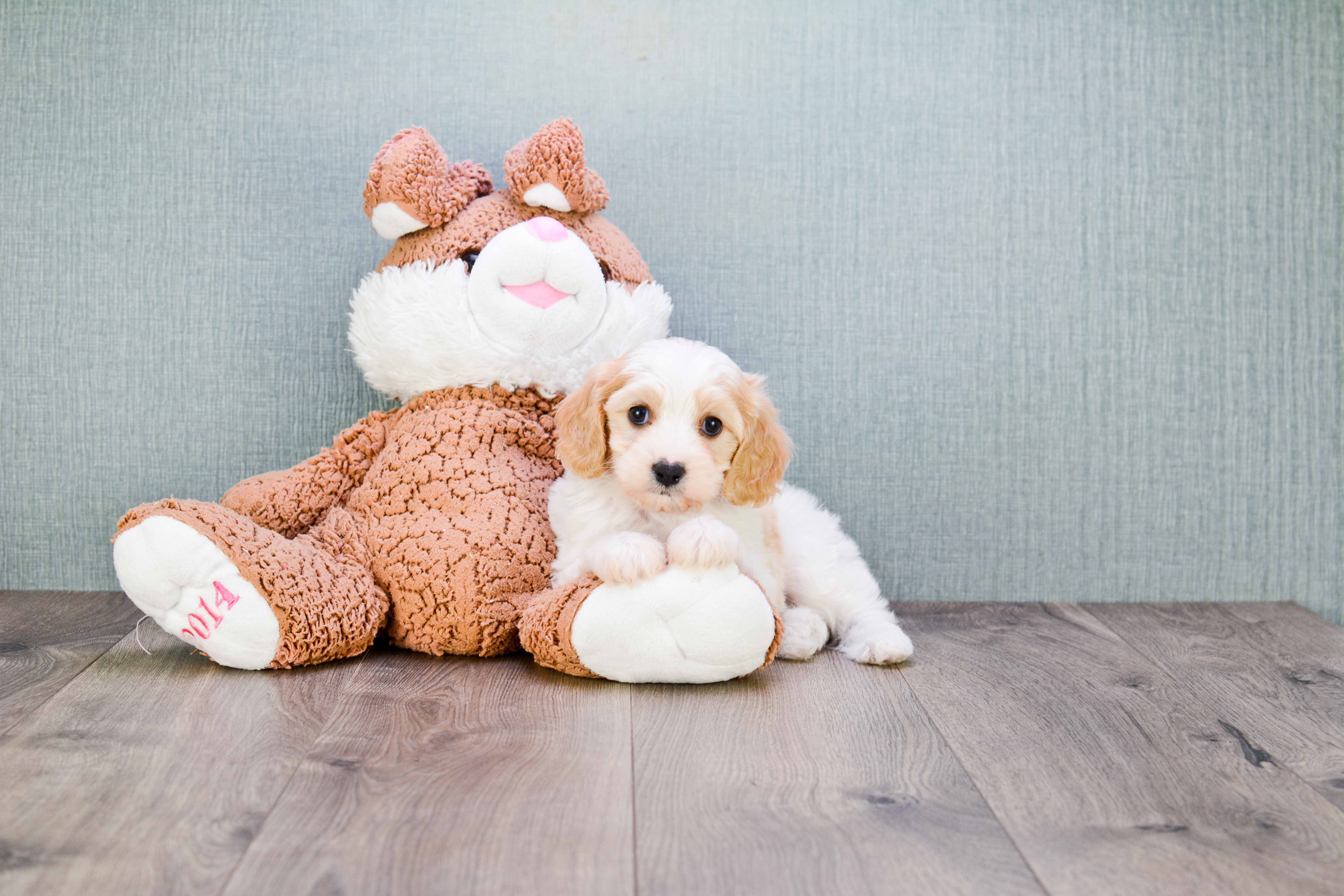 Best Cavachon Baby
