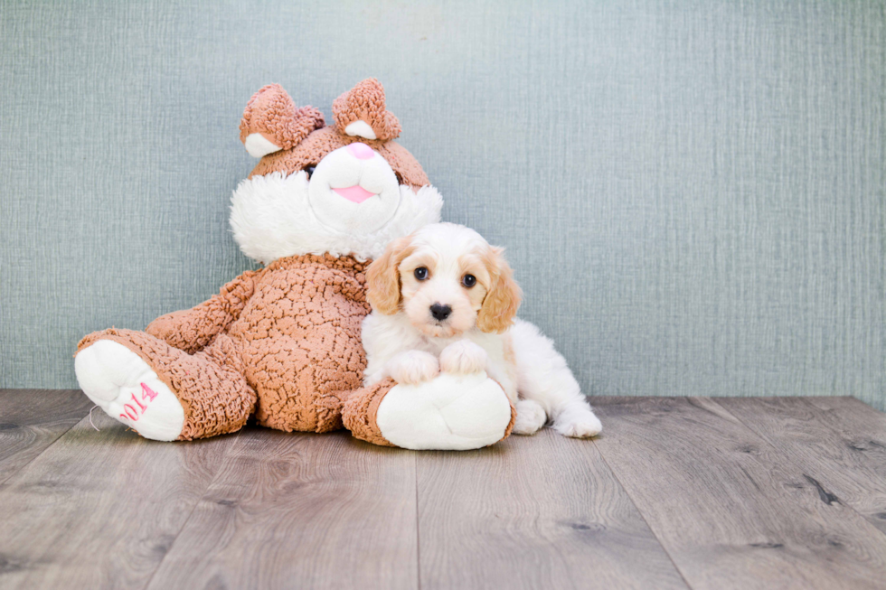 Best Cavachon Baby