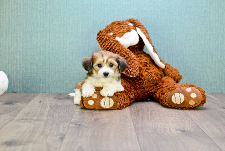 Morkie Puppy for Adoption