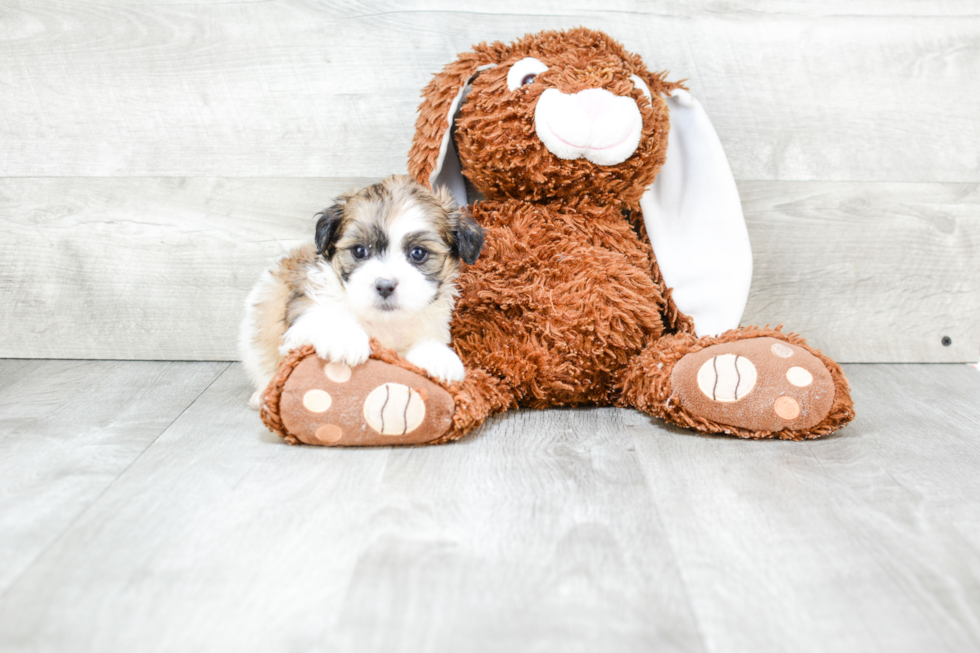 Friendly Teddy Bear Baby