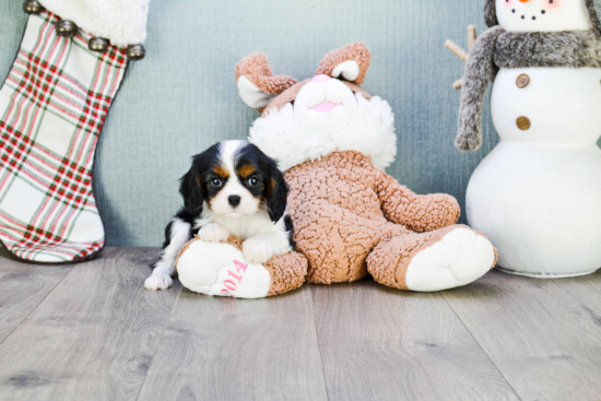 Smart Cavalier King Charles Spaniel Purebred Puppy