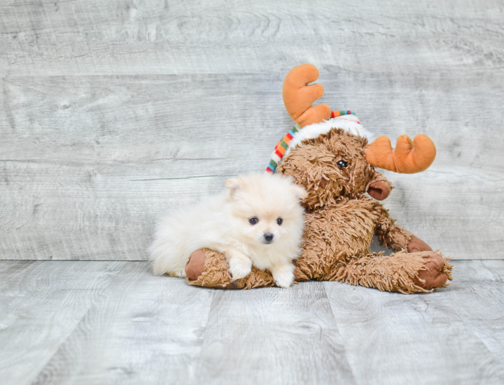 Little Pomeranian Purebred Pup