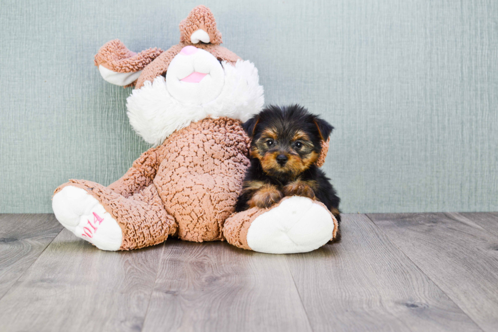 Meet Shania - our Yorkshire Terrier Puppy Photo 