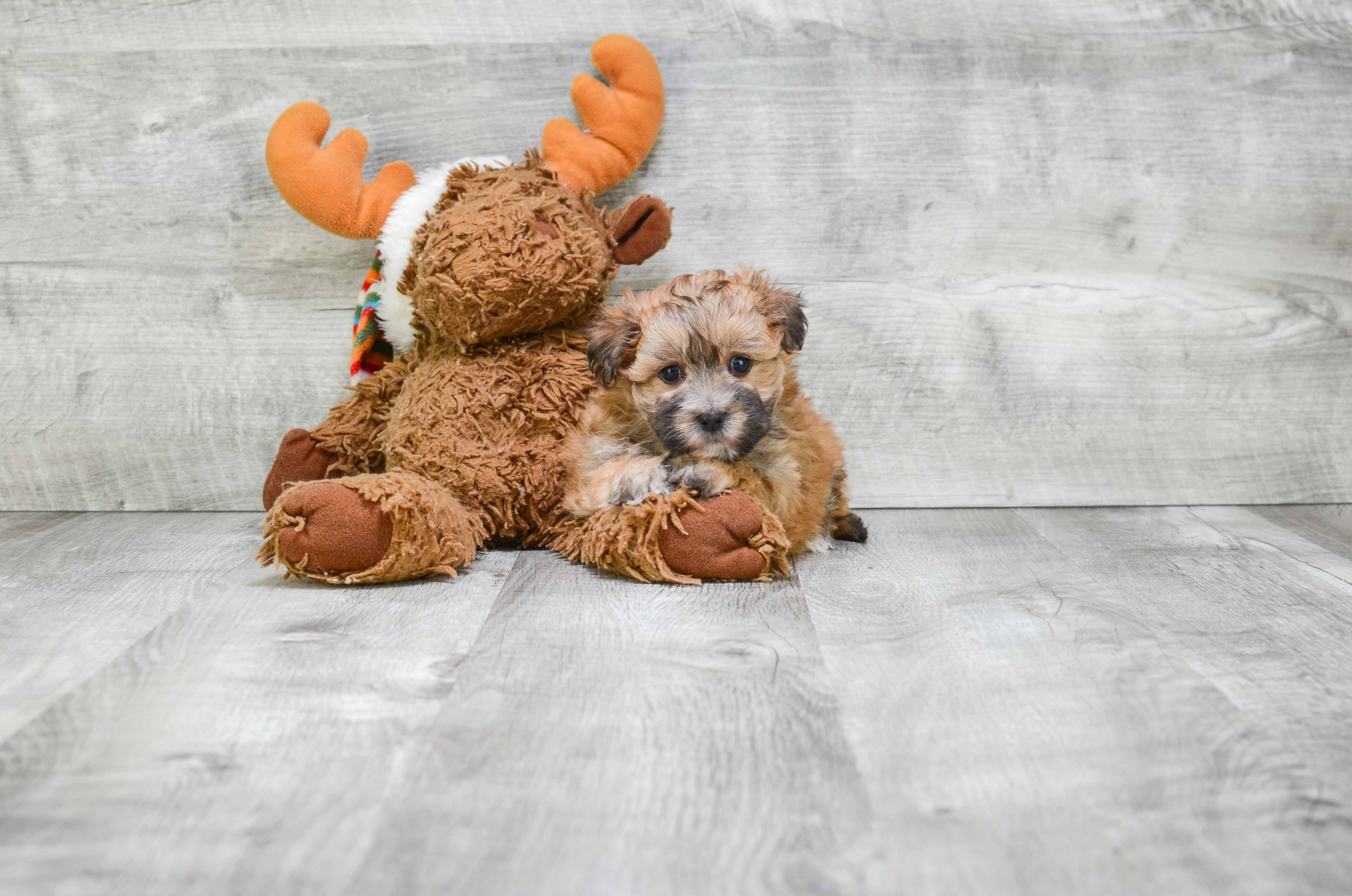 Funny Morkie Designer Pup