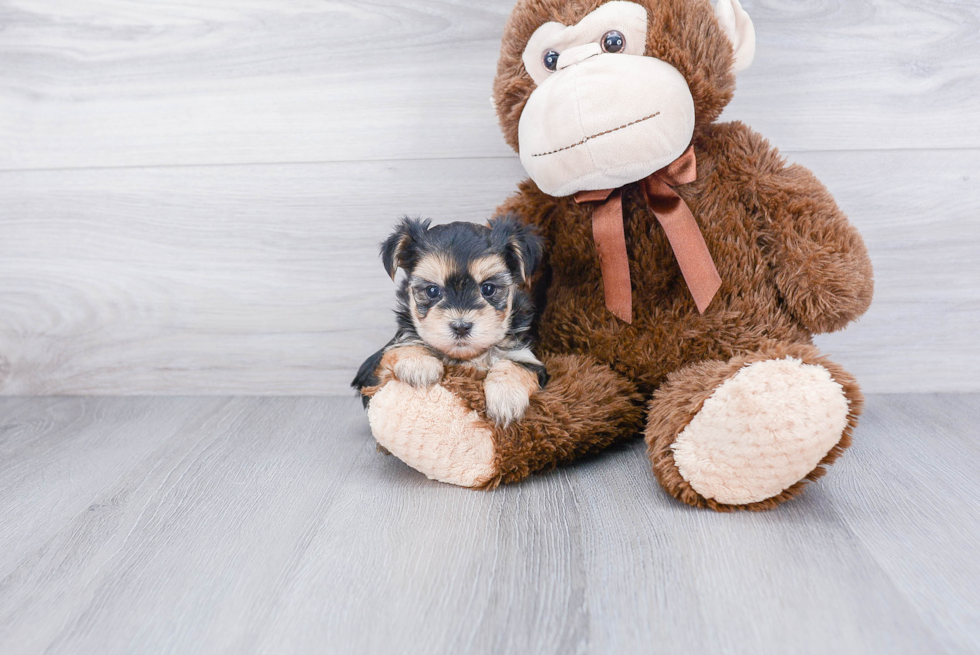 Hypoallergenic Yorkie Designer Puppy