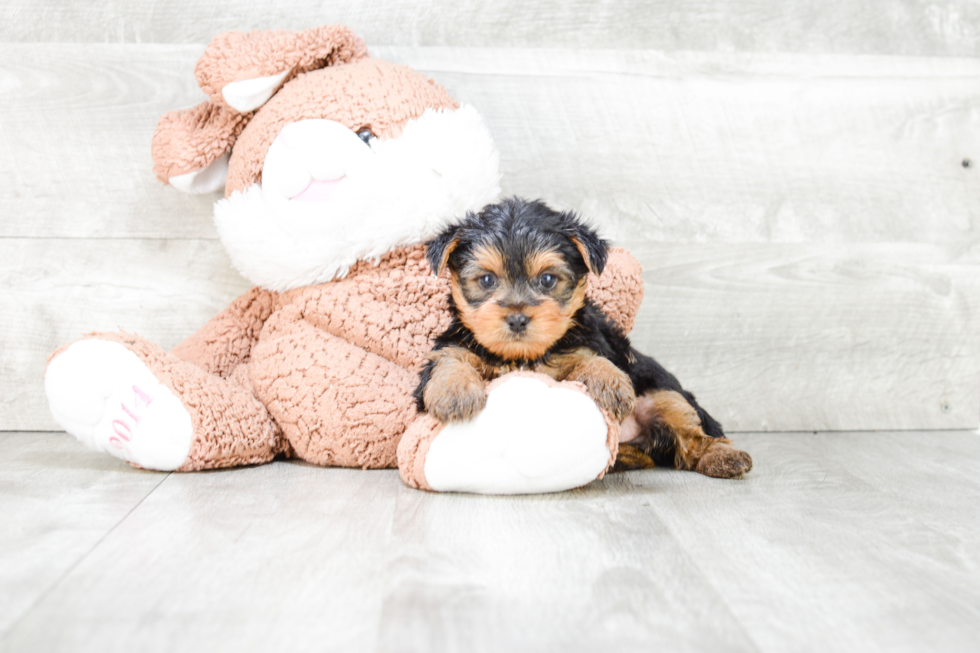 Meet Tim - our Yorkshire Terrier Puppy Photo 