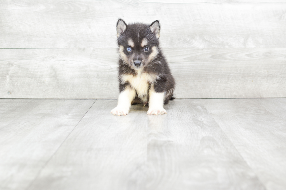 Best Pomsky Baby