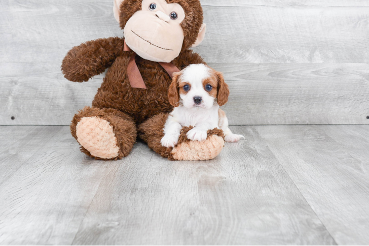 Cavalier King Charles Spaniel Pup Being Cute