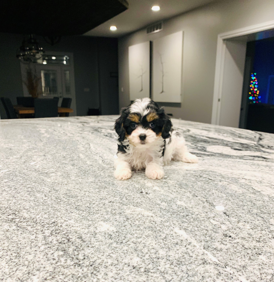 Cavapoo Puppy for Adoption