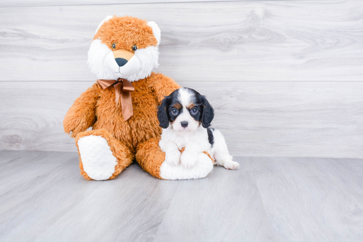 Playful Cavalier King Charles Spaniel Purebred Pup