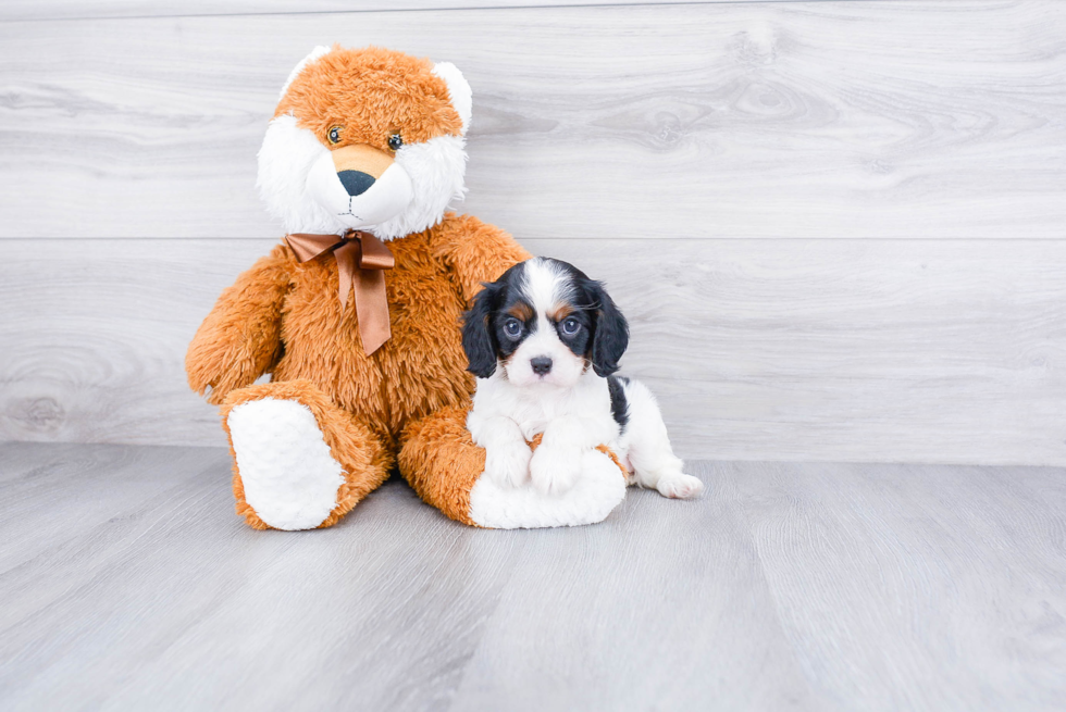 Playful Cavalier King Charles Spaniel Purebred Pup