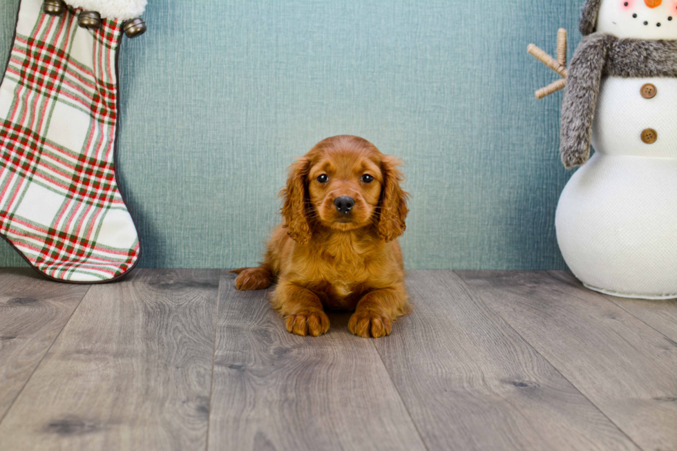 Mini Goldendoodle Puppy for Adoption