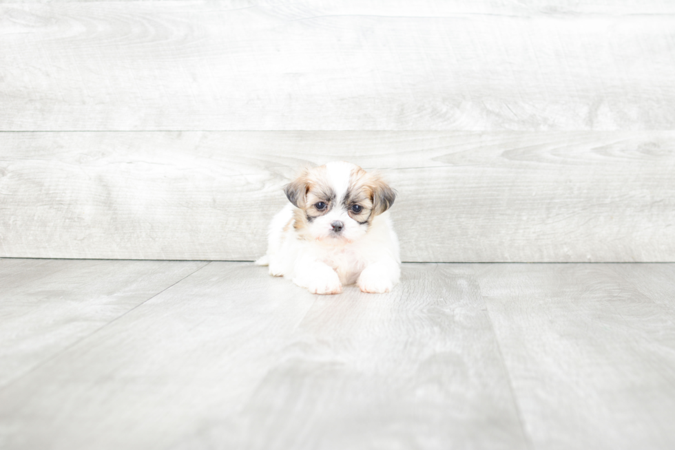 Teddy Bear Puppy for Adoption