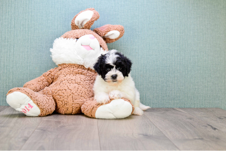 Fluffy Havanese Purebred Puppy