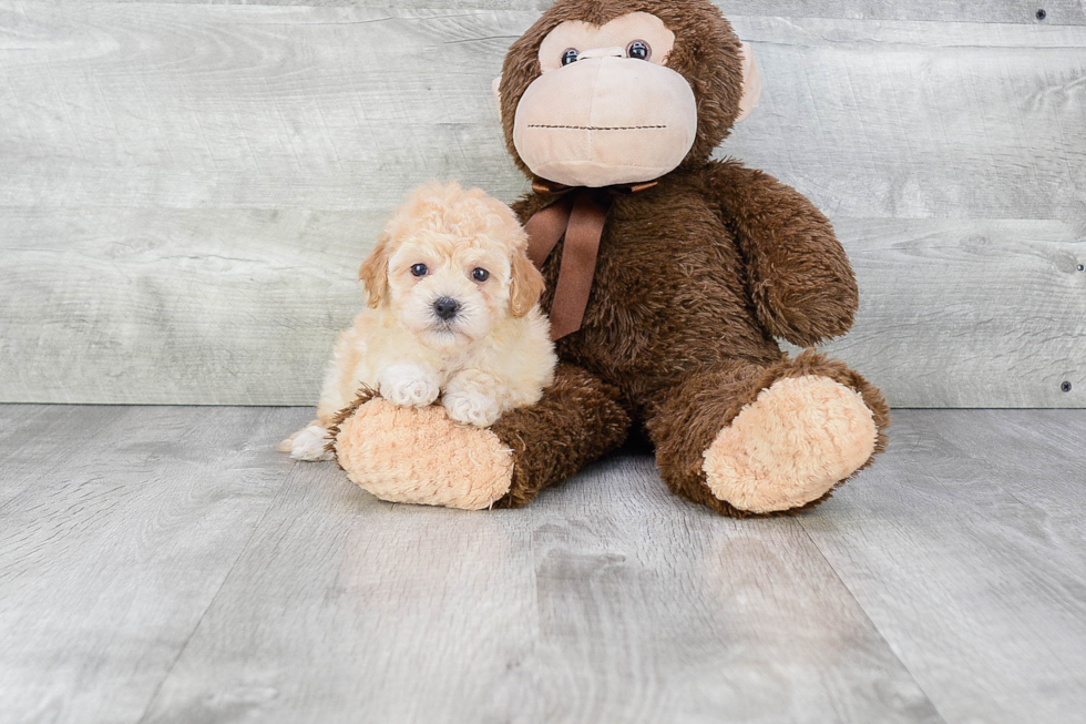 Havanese Pup Being Cute