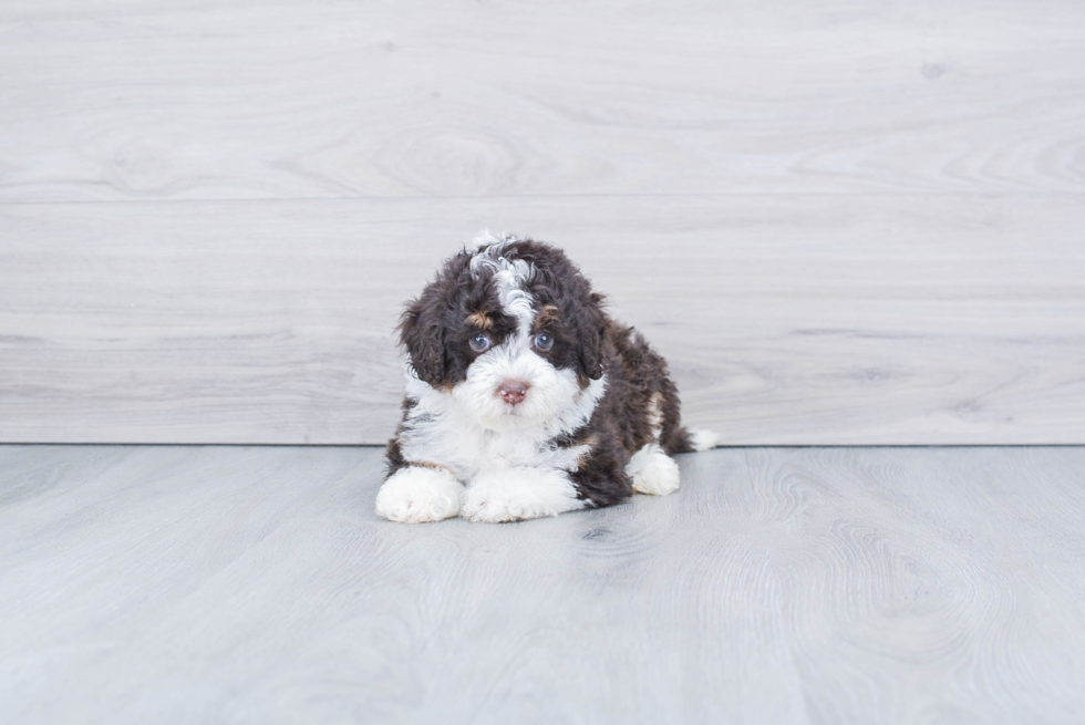 Cute Mini Bernedoodle Baby