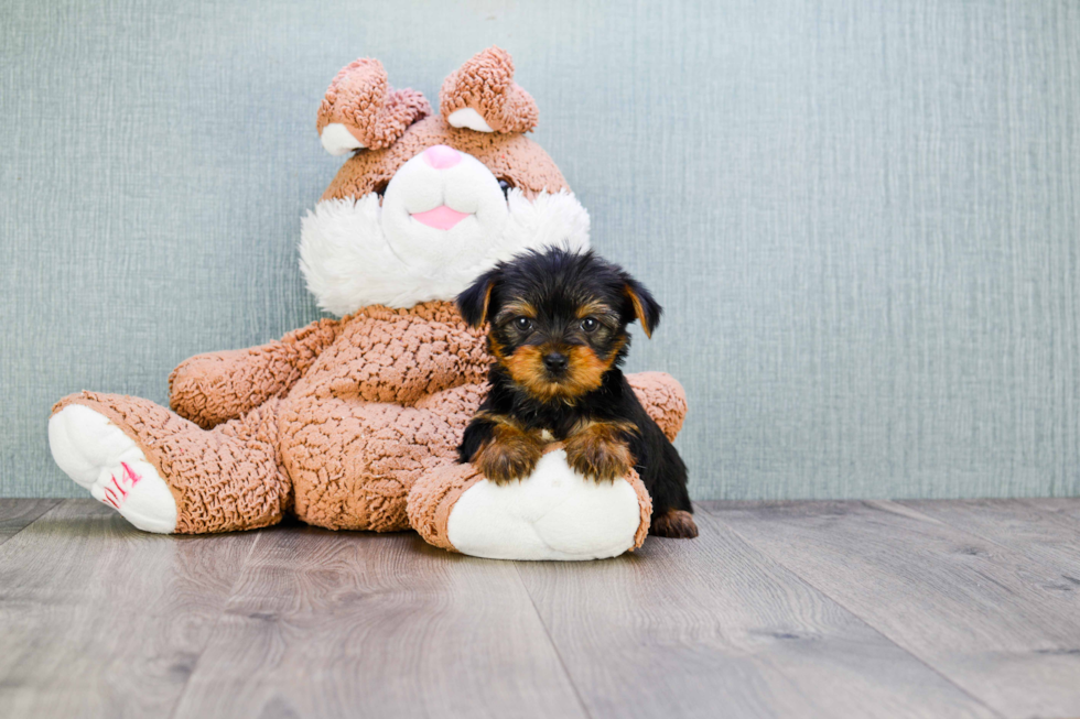 Meet Izzie - our Yorkshire Terrier Puppy Photo 