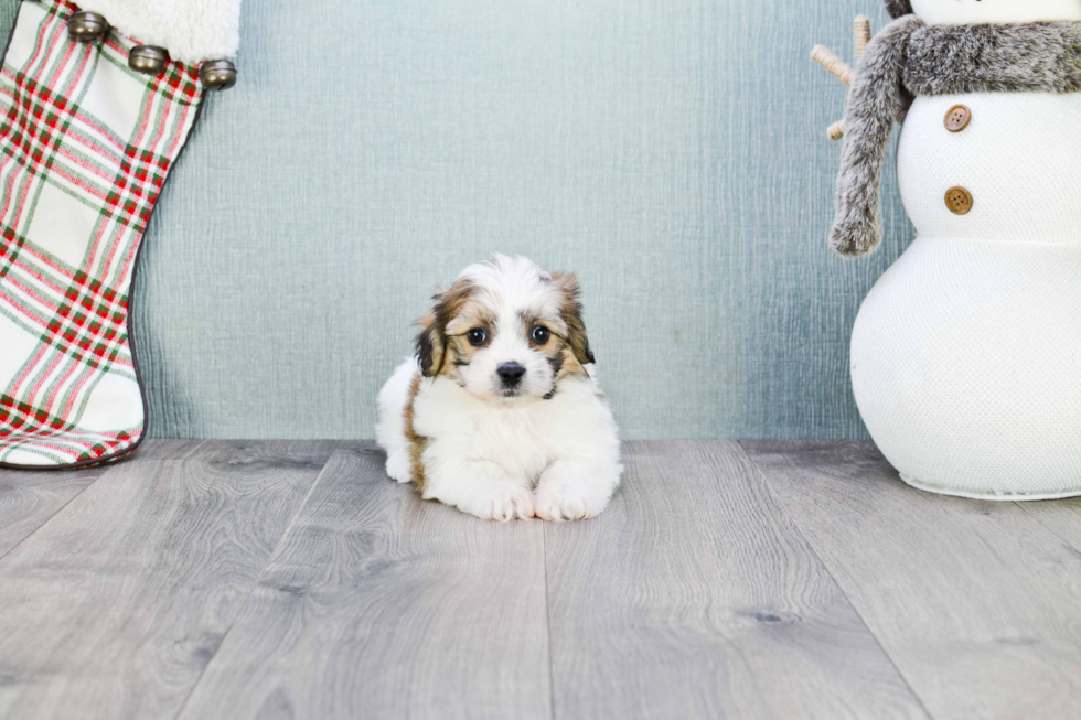 Adorable Shichon Designer Puppy