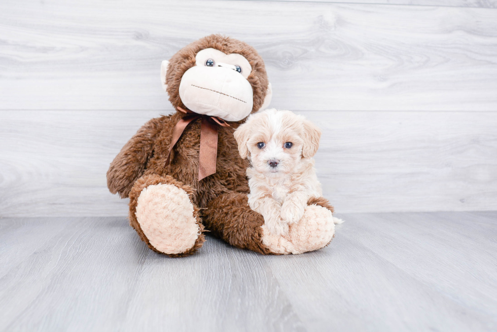 Best Maltipoo Baby