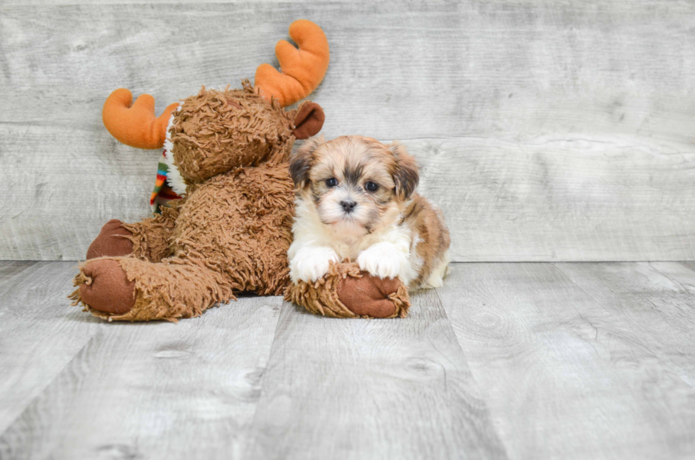 Teddy Bear Pup Being Cute