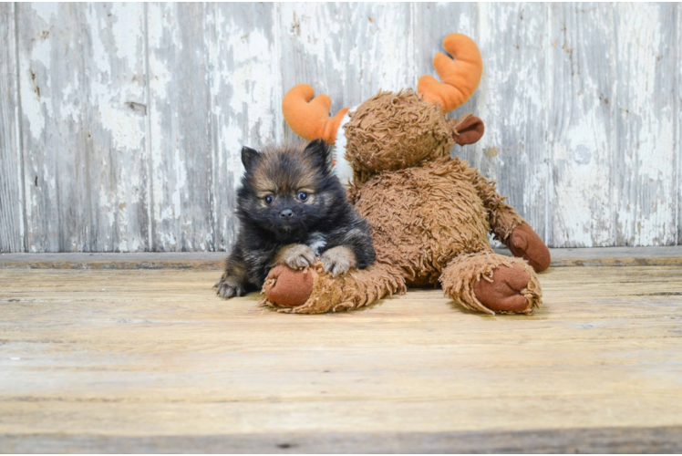 Little Pomeranian Purebred Pup