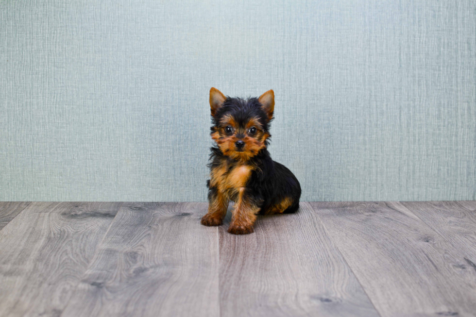 Meet Steph - our Yorkshire Terrier Puppy Photo 