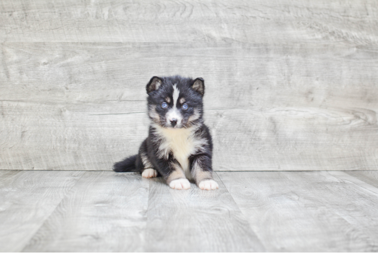 Energetic Mini Husky Designer Puppy