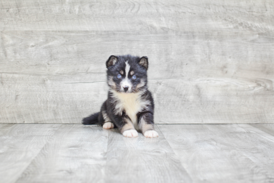 Energetic Mini Husky Designer Puppy