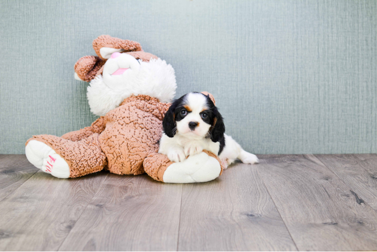 Popular Cavalier King Charles Spaniel Baby