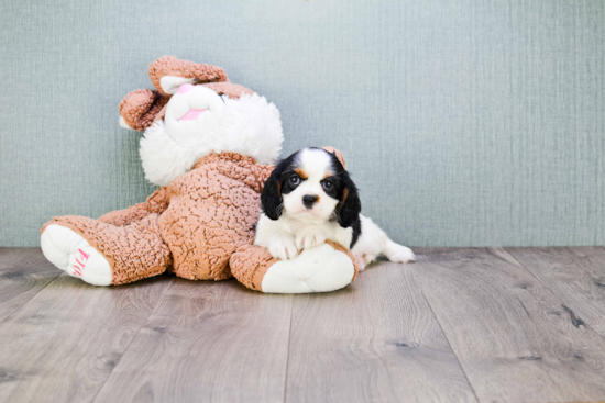 Popular Cavalier King Charles Spaniel Baby