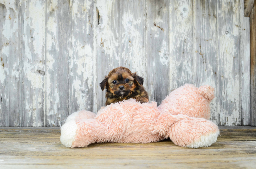 Happy Shorkie Baby