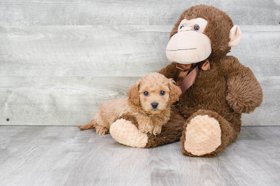 Friendly Cavapoo Baby