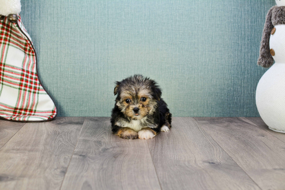 Hypoallergenic Yorkie Designer Puppy